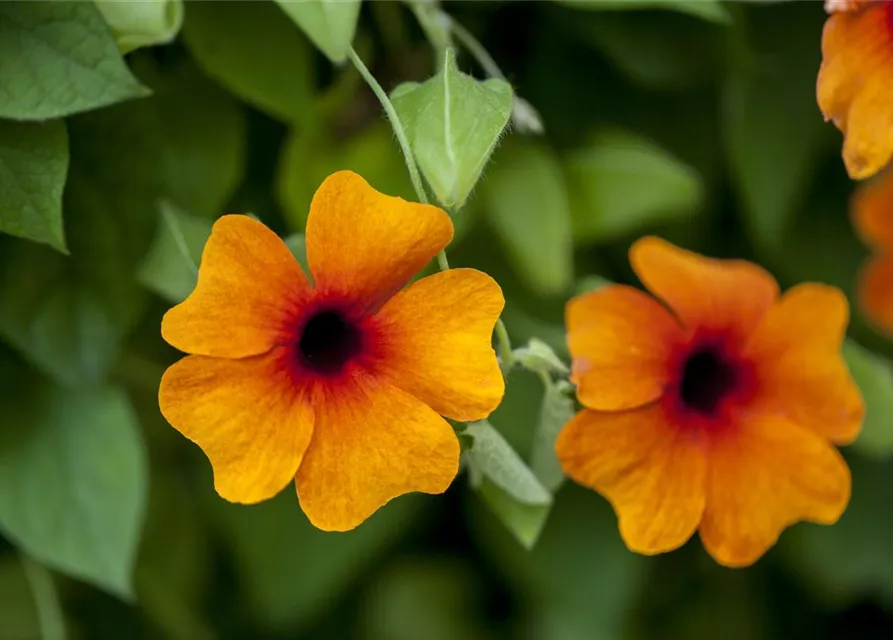 Schwarzäugige Susanne-Samen, orange