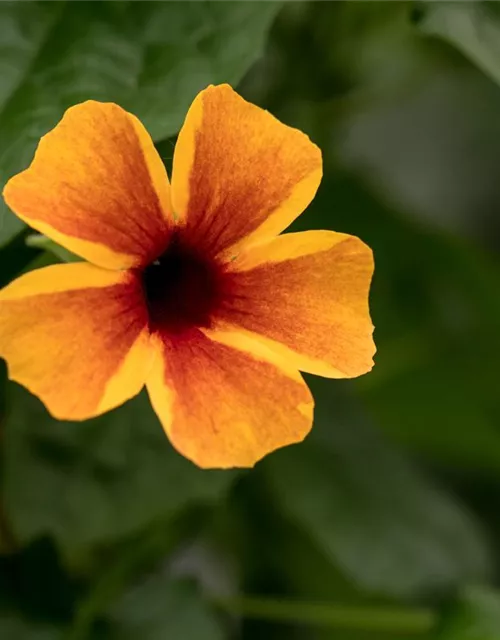 Schwarzäugige Susanne-Samen, orange