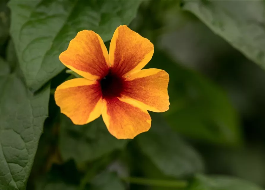 Schwarzäugige Susanne-Samen, orange