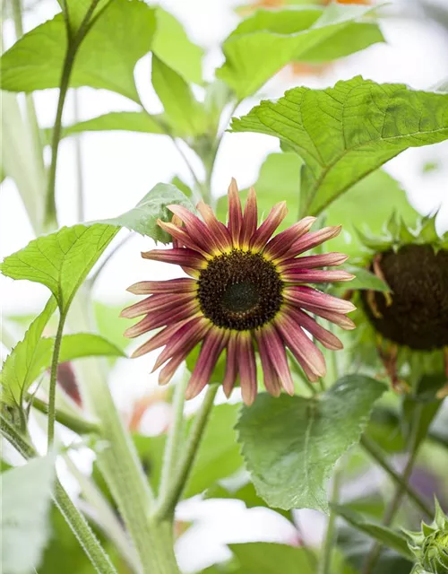 Sonnenblumensamen 'Herbstschönheit'