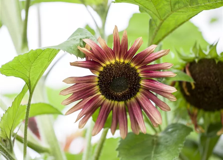 Sonnenblumensamen 'Herbstschönheit'