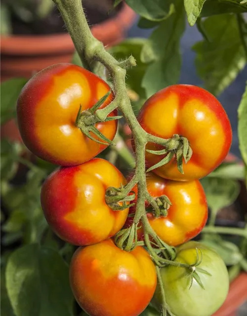 Tomatensamen 'Goldene Königin'
