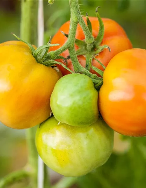 Tomatensamen 'Marmande'
