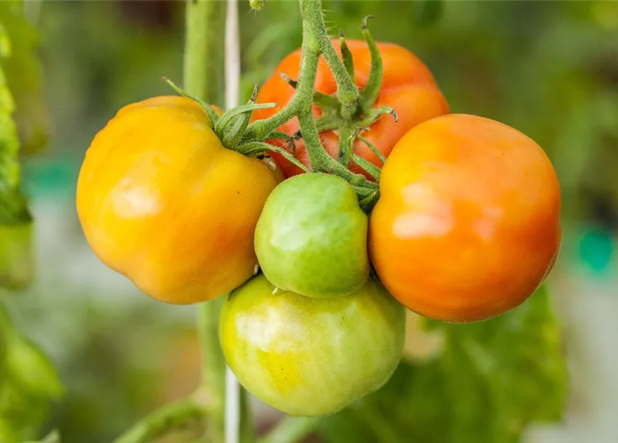 Tomatensamen 'Marmande'