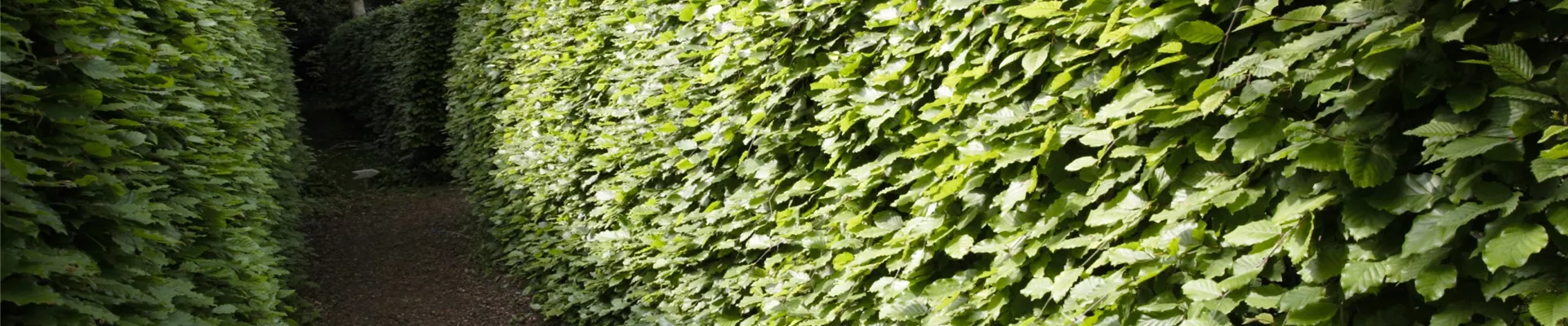 Gut geschützt – Hecken pflanzen und den Garten ungestört genießen