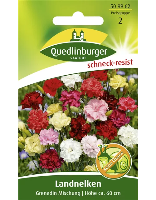 Gartennelkensamen 'Grenadin'