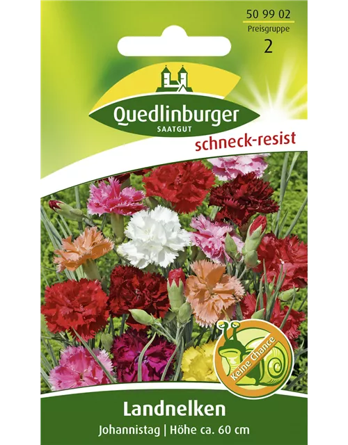 Gartennelkensamen 'Johannistag'