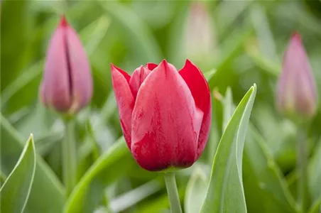 SCHöNSTES FRüHLINGSQUARTETT