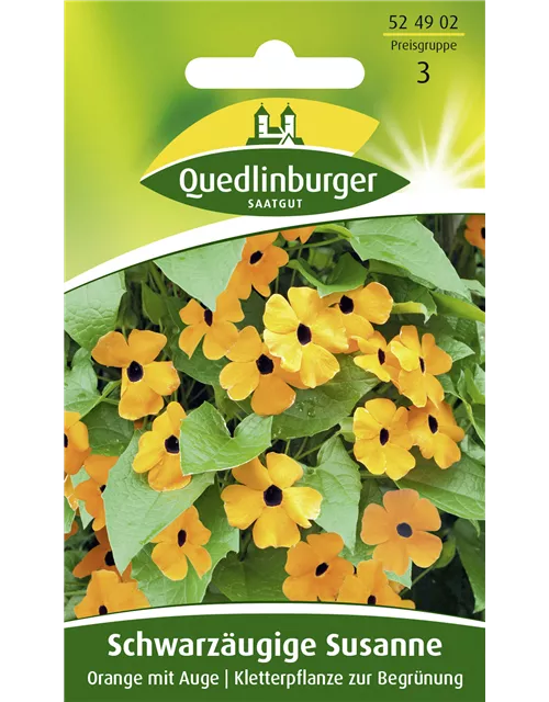 Schwarzäugige Susanne-Samen, orange
