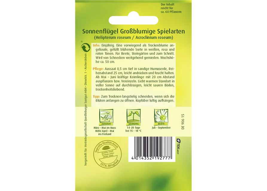 Sonnenflügelsamen 'Großblumige Spielarten'