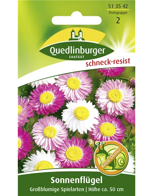 Sonnenflügelsamen 'Großblumige Spielarten'