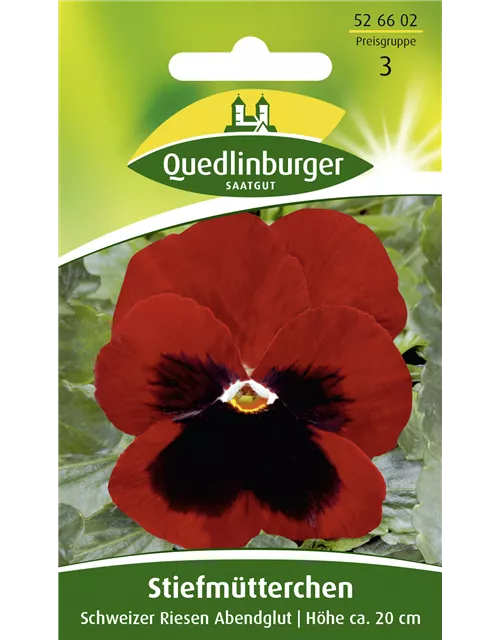 Stiefmütterchensamen 'Schweizer Riesen Abendglut'