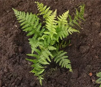 Frauenfarn - Einpflanzen im Garten