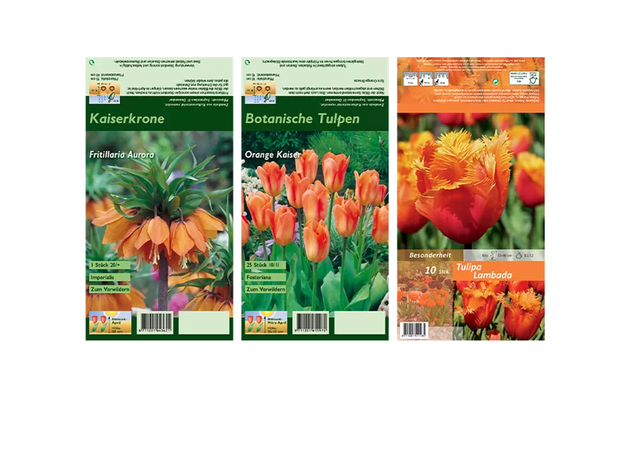Blumenzwiebel Set 'Orange King'