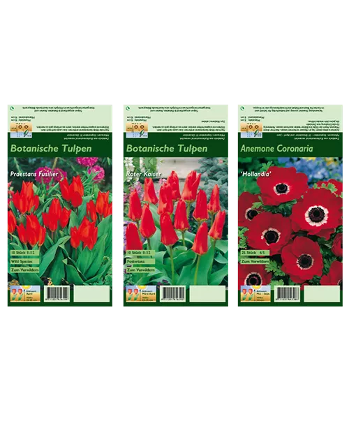 Blumenzwiebel Set 'Red Passion'