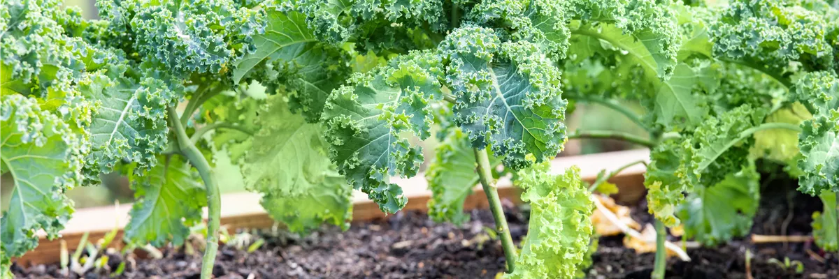 Brassica oleracea var. sabellica