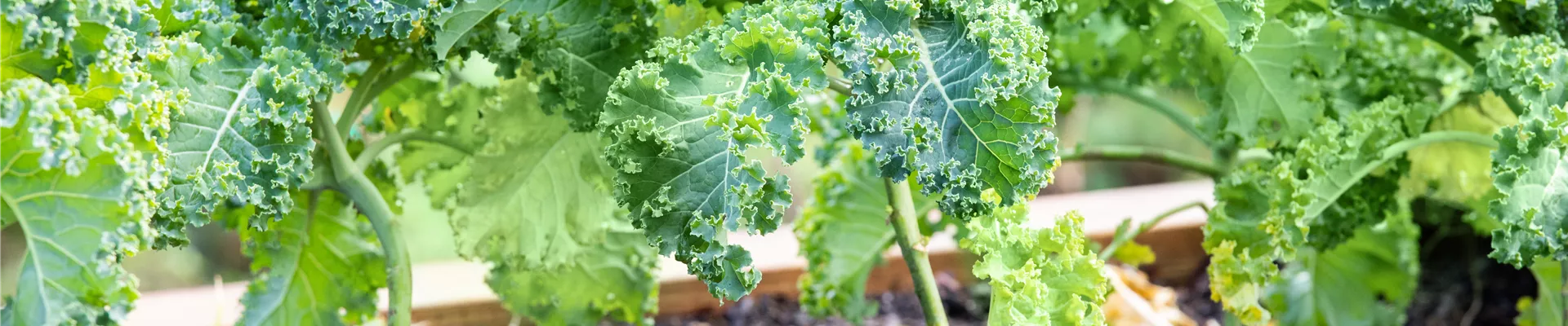 Brassica oleracea var. sabellica