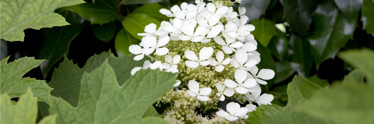 Hydrangea quercifolia