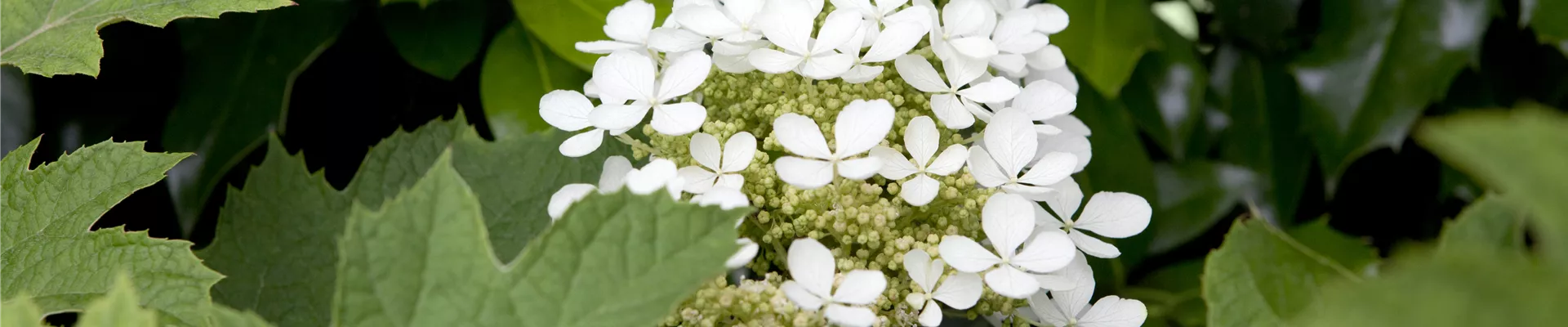 Hydrangea quercifolia