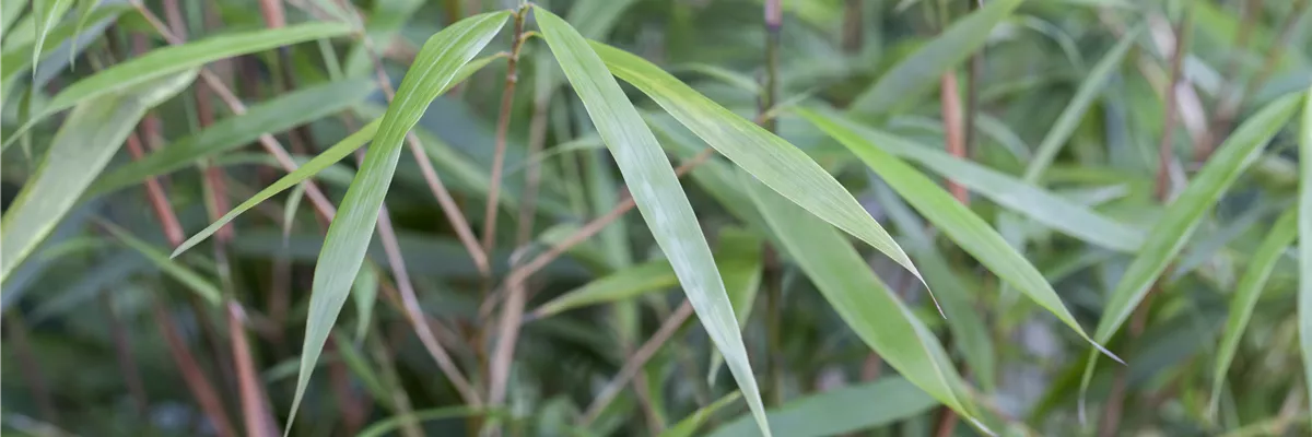 Fargesia scabrida 'Asian Wonder'