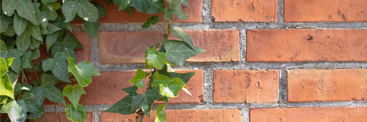 Efeu an der Wand