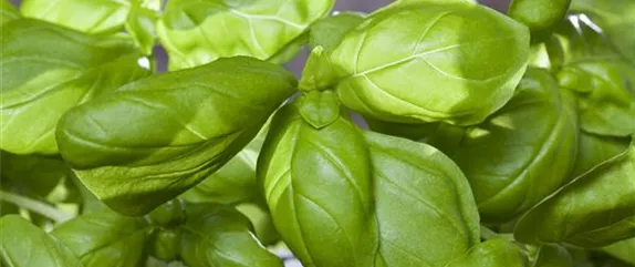 Küchenkräuter schmecken frisch von der Fensterbank am besten