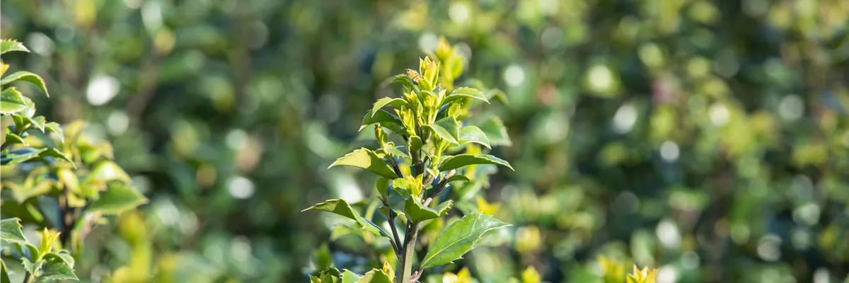 Ilex meserveae 'Heckenstar'(s)