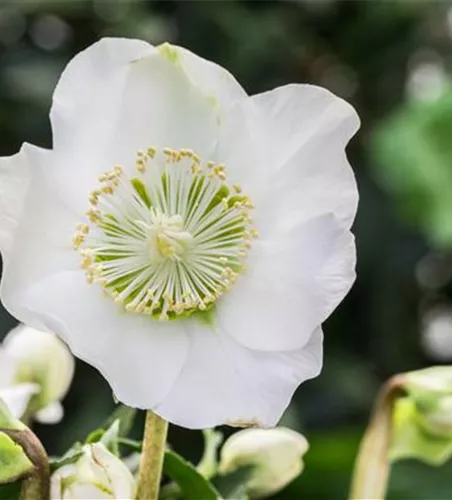 ZAUBERHAFTE CHRISTROSEN