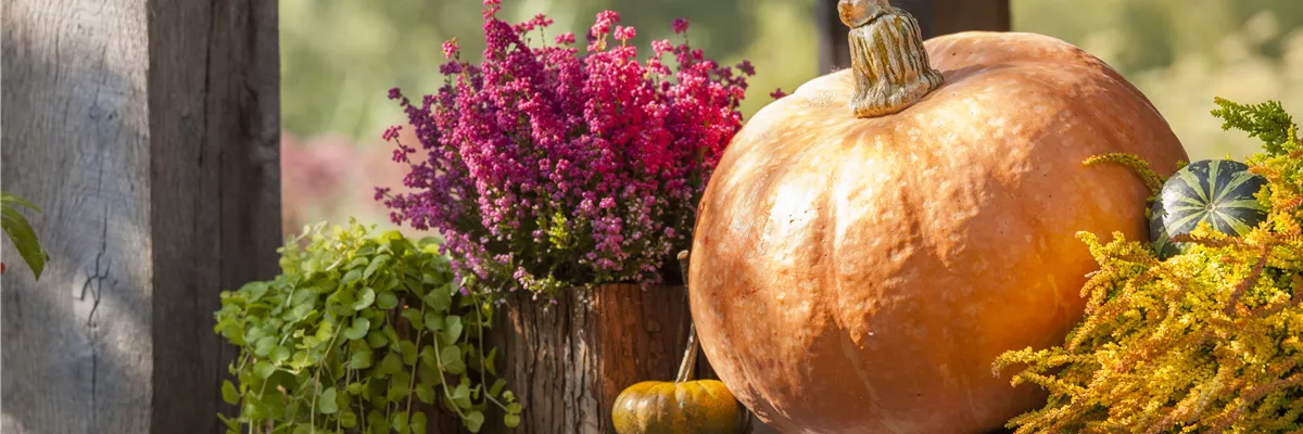 Lysimachia nummularia