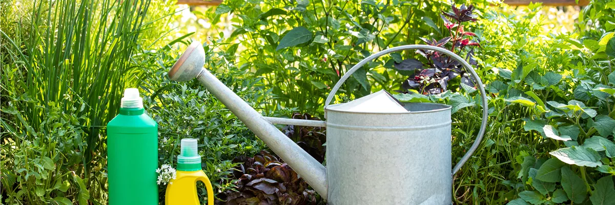 Wann ist die richtige Zeit für Dünger für Gartenpflanzen?