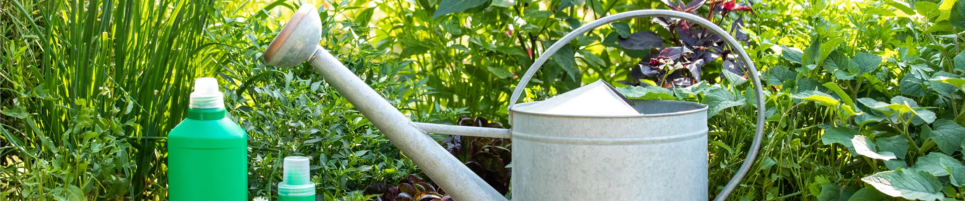 Wann ist die richtige Zeit für Dünger für Gartenpflanzen?