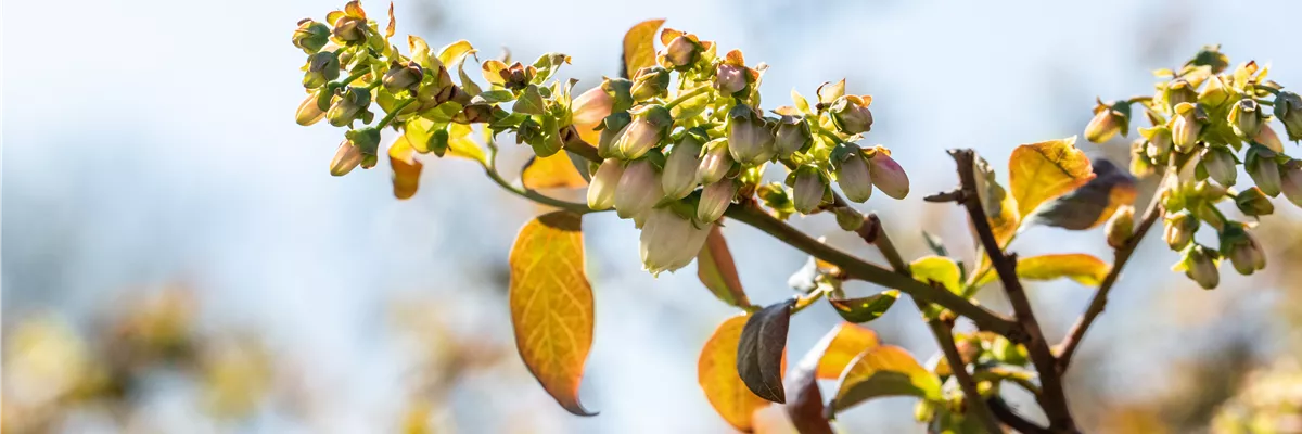 Vaccinium corymbosum 'Meader'