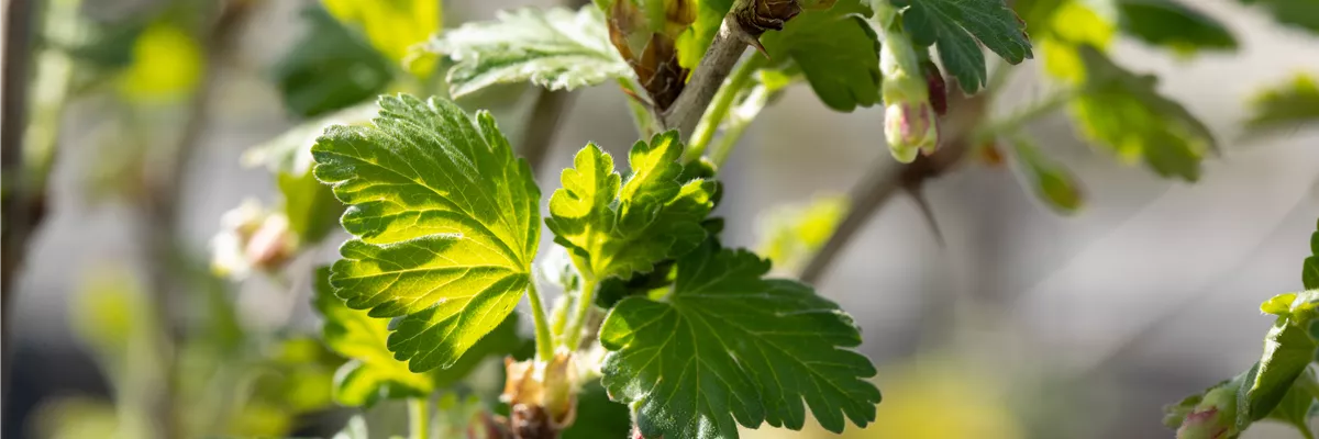 Ribes uva-crispa Polar Fruits® 'Green Goose Berry'
