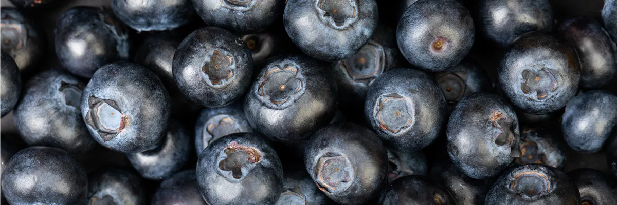 Blaubeere oder Schwarzbeere – die Heidelbeere hat viele Namen und viel Geschmack