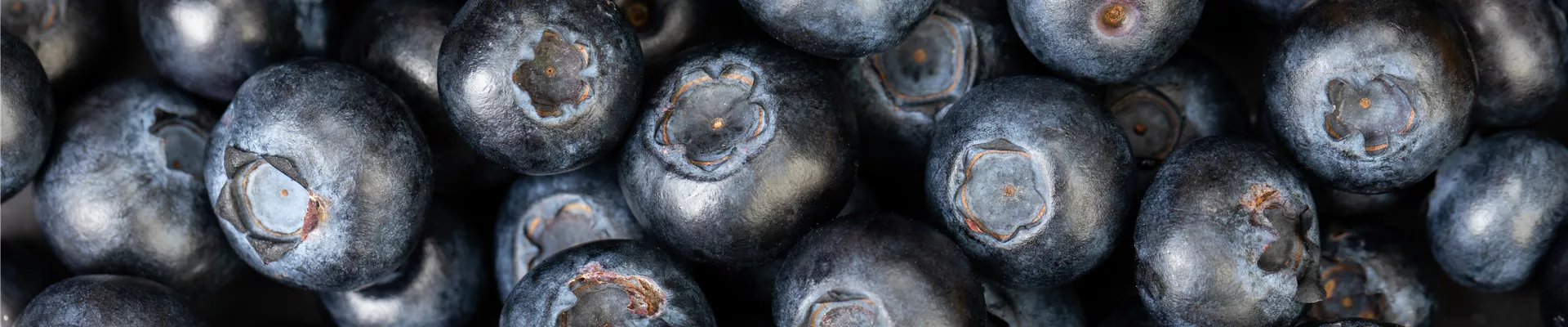 Blaubeere oder Schwarzbeere – die Heidelbeere hat viele Namen und viel Geschmack