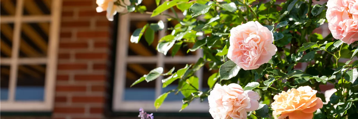 Strauchrose, lachsrosa