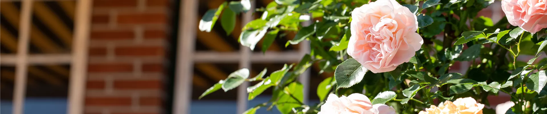 Strauchrose, lachsrosa