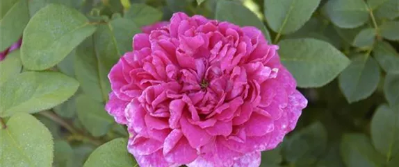 Tipps für die Gartengestaltung mit Rosen