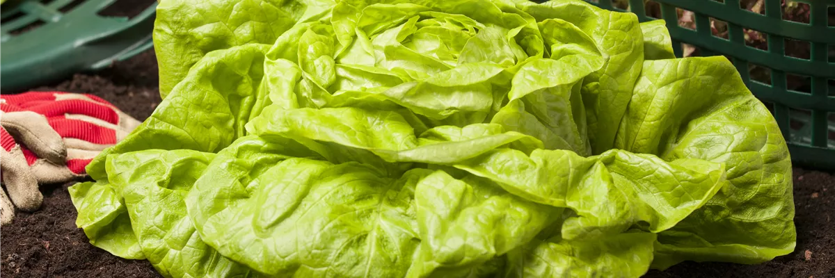 Lactuca sativa var. capitata