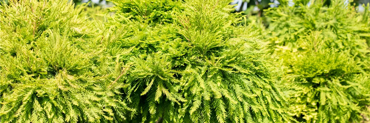 Taxodium distichum 'Secrest', Stamm