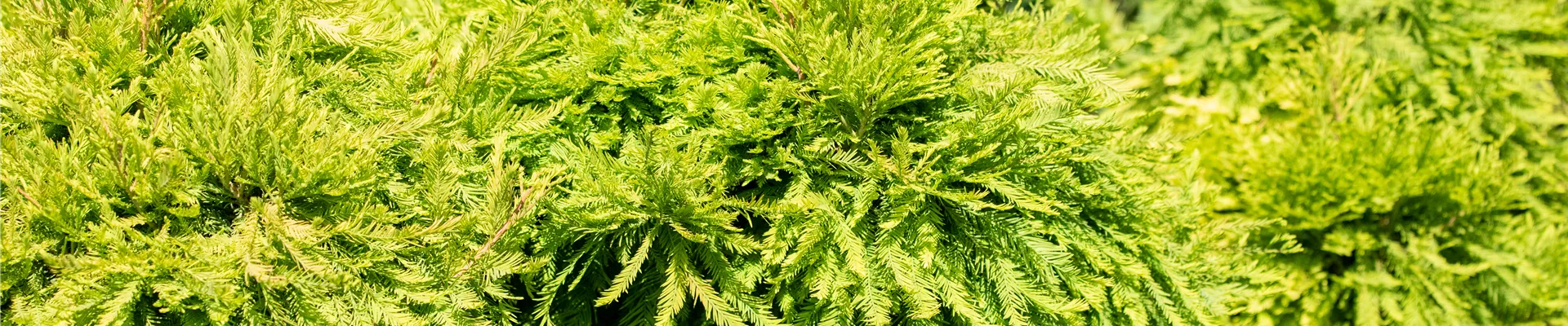 Taxodium distichum 'Secrest', Stamm