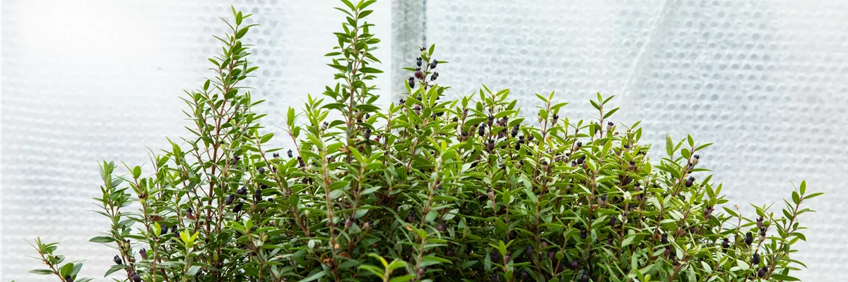 Wie Pflanzen überwintern und im Frühjahr wieder neu erwachen