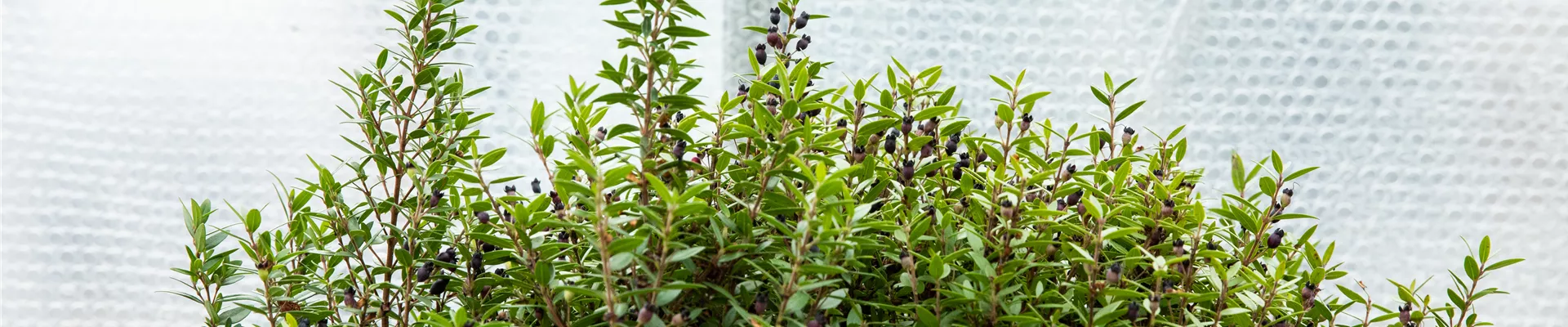 Wie Pflanzen überwintern und im Frühjahr wieder neu erwachen