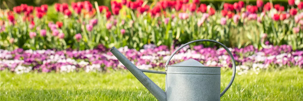 Tipps zum richtigen Gießen im Sommer