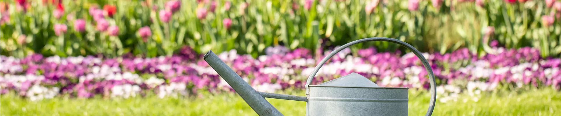 Tipps zum richtigen Gießen im Sommer