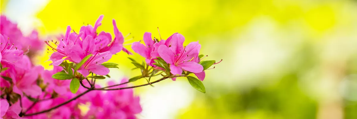 Rhododendron obtusum 'Hinomayo'
