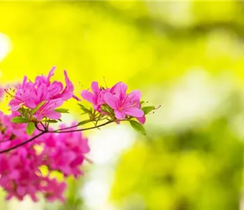 Rhododendron – Das beliebte Gehölz für Hof und Garten