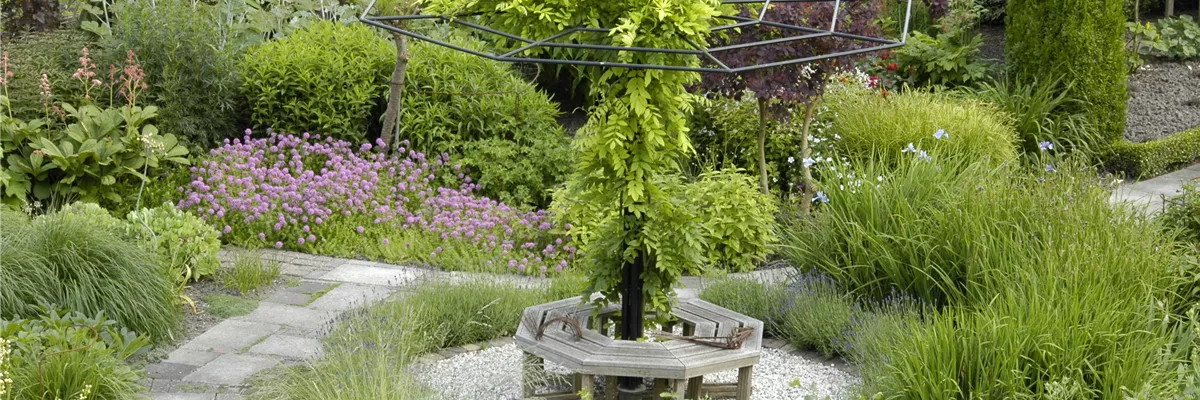 Kletterpflanzen pflegen wie ein Profi