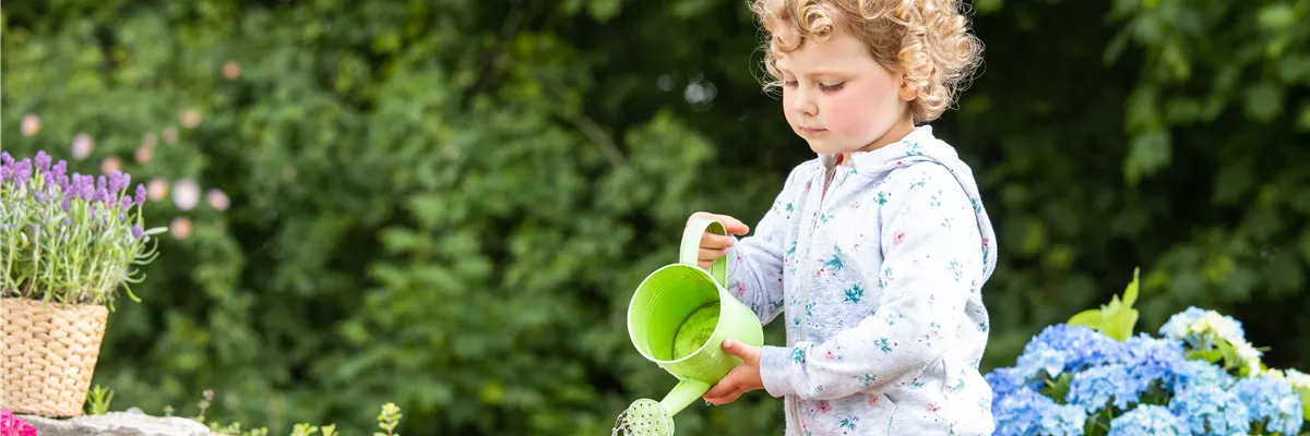 Für bunte Blütenpracht Hortensien pflegen und richtig düngen