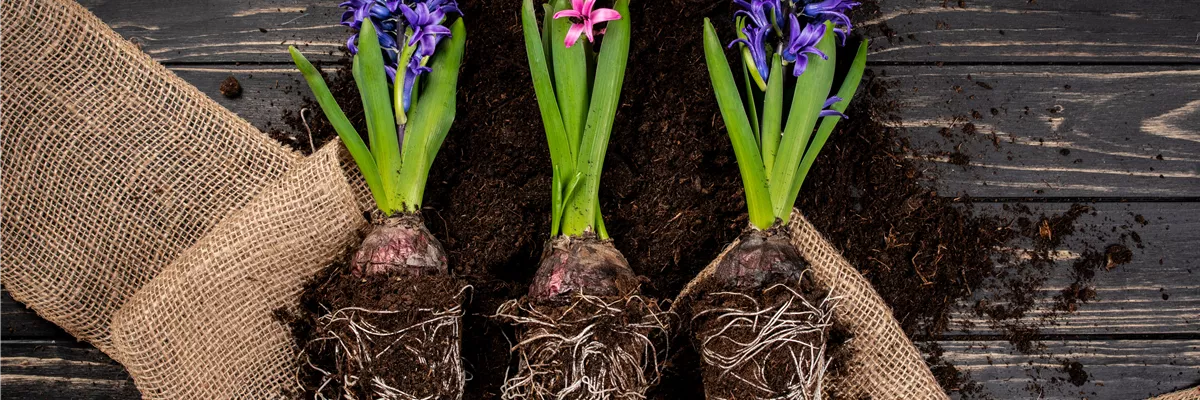 Blumenzwiebeln pflegen – was Zwiebelblüher im Jahr brauchen